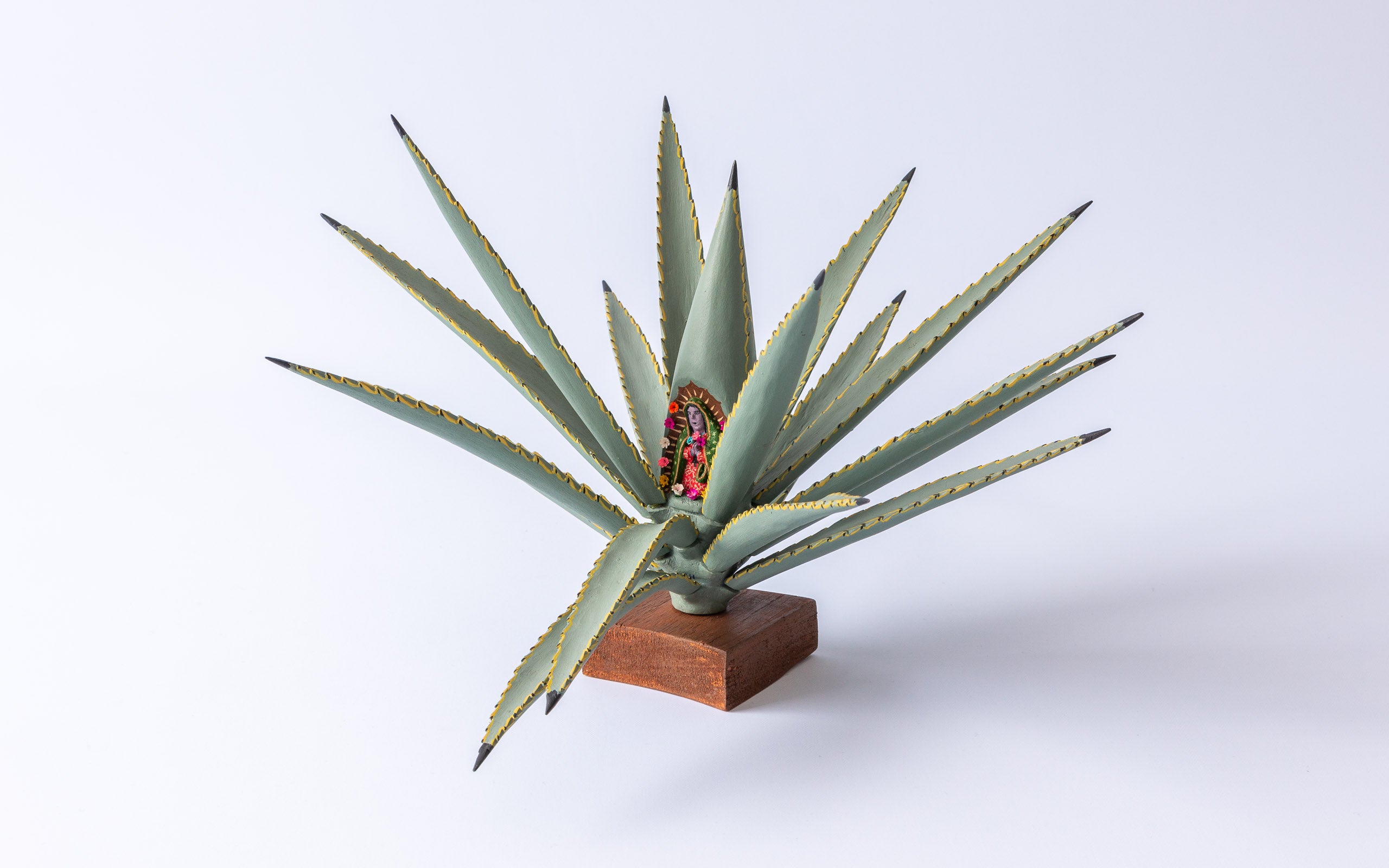 Agave mit 'Virgen de Guadalupe': Seitliche Ansicht