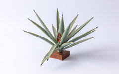 Agave mit 'Virgen de Guadalupe': Seitliche Ansicht